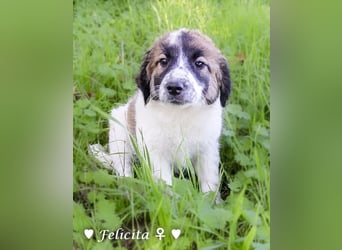 Felicita, Felix, Flori, Fanny, Frida und Fine suchen ab Ende Dezember ein Zuhause