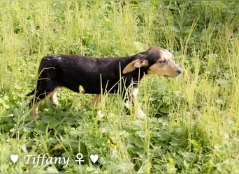 Sechs kleinbleibende Welpen  suchen ein Zuhause