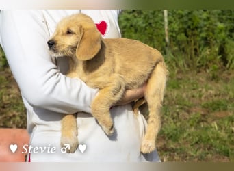 Wella, Wonder, Stevie und Summer suchen ein Zuhause