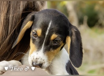 Sechs kleinbleibende Welpen  suchen ein Zuhause