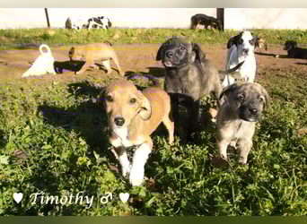 Update: vier Winzlinge  suchen ein Zuhause