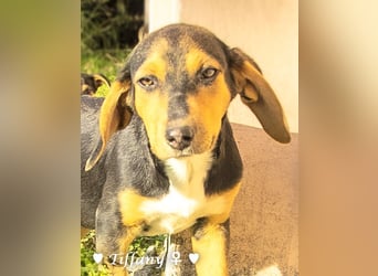 Update neue Bilder: Sechs Winzlinge  suchen ein Zuhause