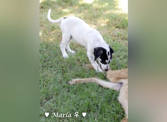 Marla sucht ein Zuhause