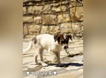 Britney und Brownie suchen ab August ein Zuhause