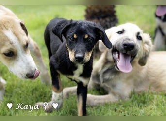 Kaya und Kastor suchen ab sofort ein Zuhause