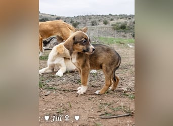 Juna, Julie, Joanna, Jill und Jane suchen ab Januar ein Zuhause Juna, Julie, Joanna, Jill und Jane suchen ab Januar ein Zuhause