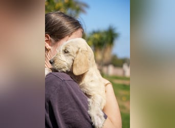 Wonder, Willie, Wilma und Summer suchen ein Zuhause