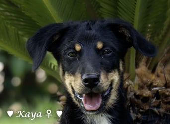 Kaya und Kastor suchen ab sofort ein Zuhause
