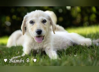 Update: Mischlingswelpen Bado,  Bilko und Bambi  suchen ein Zuhause