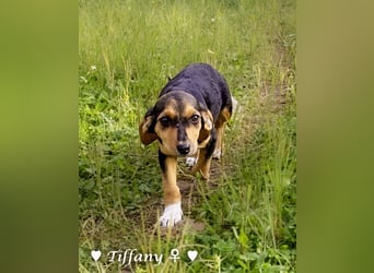 Update: vier Winzlinge  suchen ein Zuhause