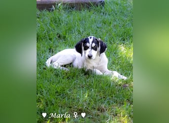 Marla sucht ein Zuhause