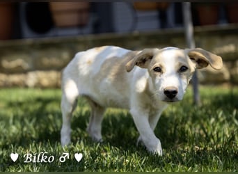 Update: Mischlingswelpen Bado,  Bilko und Bambi  suchen ein Zuhause