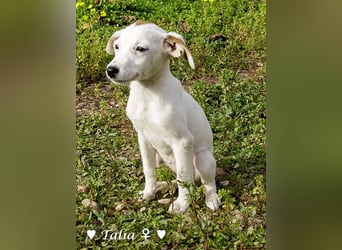 Sechs kleinbleibende Welpen  suchen ein Zuhause