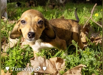 Sechs kleinbleibende Welpen  suchen ein Zuhause