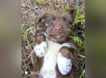 Wella, Wonder, Stevie und Summer suchen ein Zuhause