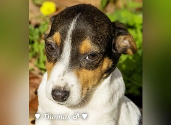 Thomas sucht ein Zuhause