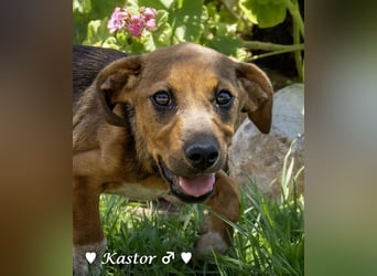 Kaya und Kastor suchen ab sofort ein Zuhause