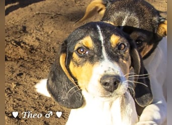 Update neue Bilder: Sechs Winzlinge  suchen ein Zuhause