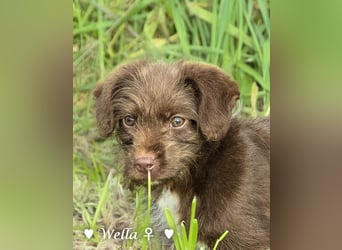 Wella, Wonder, Stevie und Summer suchen ein Zuhause