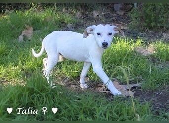 Update neue Bilder: Sechs Winzlinge  suchen ein Zuhause