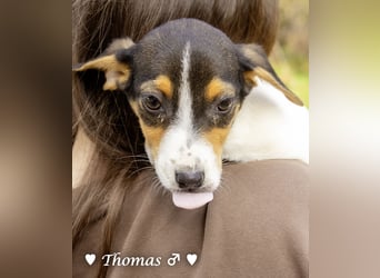 Sechs kleinbleibende Welpen  suchen ein Zuhause