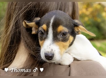 Update: vier Winzlinge  suchen ein Zuhause