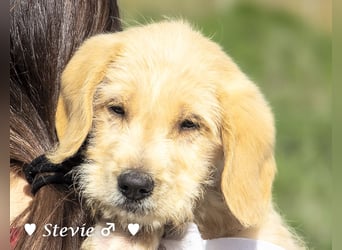 Wella, Wonder, Stevie und Summer suchen ein Zuhause