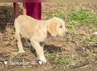 Wella, Wonder, Stevie und Summer suchen ein Zuhause