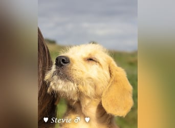 Wella, Wonder, Stevie und Summer suchen ein Zuhause