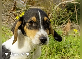 Sechs kleinbleibende Welpen  suchen ein Zuhause
