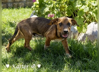 Kaya und Kastor suchen ab sofort ein Zuhause