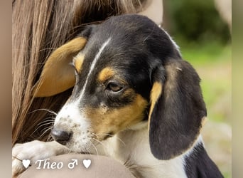 Sechs kleinbleibende Welpen  suchen ein Zuhause