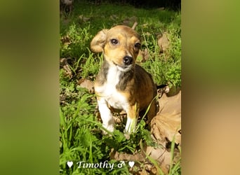 Sechs kleinbleibende Welpen  suchen ein Zuhause