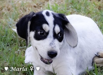 Marla sucht ein Zuhause