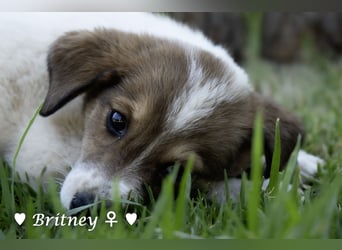 Britney und Brownie suchen ab August ein Zuhause