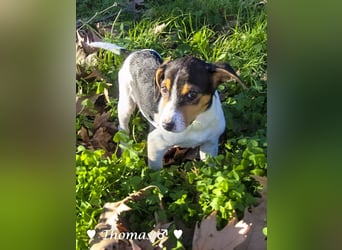 Update: vier Winzlinge  suchen ein Zuhause