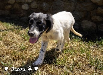 Update: Mischlingswelpen Bado und Bilko   suchen ein Zuhause