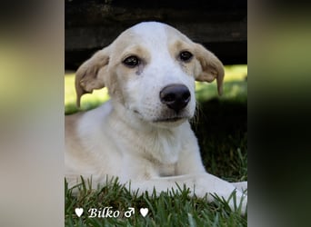 Update: Mischlingswelpen Bado,  Bilko und Bambi  suchen ein Zuhause