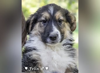 Felicita, Felix, Flori, Fanny, Frida und Fine suchen ab Ende Dezember ein Zuhause