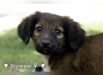 Britney und Brownie suchen ab August ein Zuhause