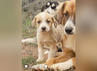 Juna, Julie, Joanna, Jill und Jane suchen ab Januar ein Zuhause Juna, Julie, Joanna, Jill und Jane suchen ab Januar ein Zuhause