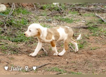 Juna, Julie, Joanna, Jill und Jane suchen ab Januar ein Zuhause Juna, Julie, Joanna, Jill und Jane suchen ab Januar ein Zuhause