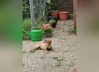 Die wunderschöne Luna sucht  ein Zuhause  (lebt in bereits in Göttingen)