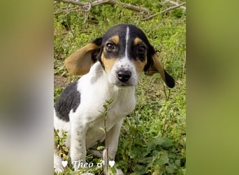 Sechs kleinbleibende Welpen  suchen ein Zuhause