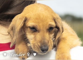 Wella, Wonder, Stevie und Summer suchen ein Zuhause