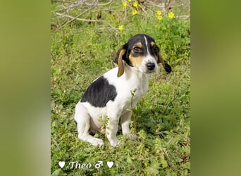 Sechs kleinbleibende Welpen  suchen ein Zuhause