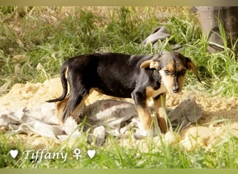 Update neue Bilder: Sechs Winzlinge  suchen ein Zuhause