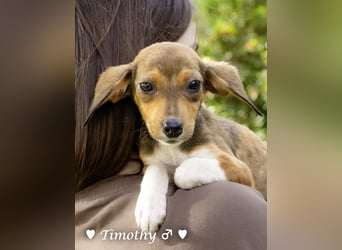 Update: vier Winzlinge  suchen ein Zuhause