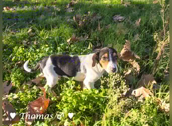 Thomas sucht ein Zuhause