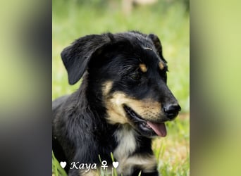 Kaya und Kastor suchen ab sofort ein Zuhause